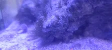 [TodoMarino.com] Problema de algas Acuario Marino