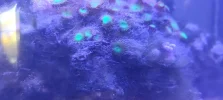 [TodoMarino.com] Problema de algas Acuario Marino
