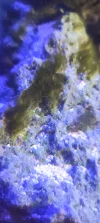 [TodoMarino.com] Problema de algas Acuario Marino