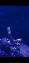[TodoMarino.com] Problema con metales y duros pelados