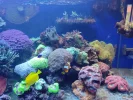 [TodoMarino.com] coral buffet