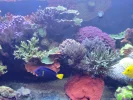 [TodoMarino.com] coral buffet