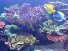 [TodoMarino.com] coral buffet