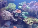 [TodoMarino.com] coral buffet