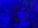 [TodoMarino.com] Acuario marino 300l