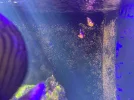 [TodoMarino.com] Acuario marino 300l