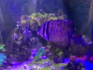 [TodoMarino.com] Acuario marino 300l
