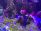 [TodoMarino.com] Acuario marino 300l