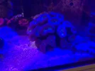 [TodoMarino.com] Acuario marino 300l