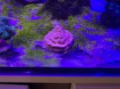 [TodoMarino.com] Acuario marino 300l