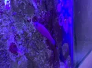 [TodoMarino.com] Acuario marino 300l