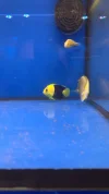 [TodoMarino.com] Acuario marino 300l