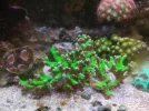 [TodoMarino.com] Anacropora Green goblin