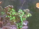 [TodoMarino.com] Anacropora Green goblin