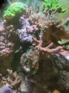 [TodoMarino.com] Rhodactis indosinensis