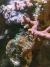 [TodoMarino.com] Rhodactis indosinensis