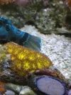 [TodoMarino.com] Leptastrea Orange