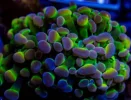 [TodoMarino.com] Zoas , euphilias y sps