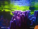 [TodoMarino.com] Zoas , euphilias y sps