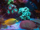 [TodoMarino.com] Zoas , euphilias y sps