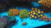 [TodoMarino.com] Zoas , euphilias y sps
