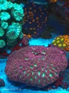 [TodoMarino.com] Zoas , euphilias y sps