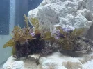 [TodoMarino.com] Dictyopteris australis