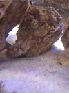 [TodoMarino.com] Corales