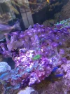 [TodoMarino.com] Corales