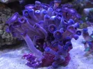 [TodoMarino.com] Corales