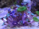 [TodoMarino.com] Corales