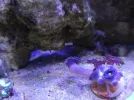 [TodoMarino.com] Corales