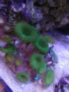 [TodoMarino.com] Corales