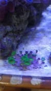 [TodoMarino.com] Corales