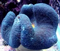 [TodoMarino.com] anémona stichodactyla haddoni azul XL