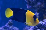 [TodoMarino.com] Vendo Centropyge Bicolor y Apolemichthys Xanthopunctatus