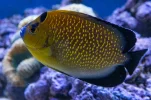 [TodoMarino.com] Vendo Centropyge Bicolor y Apolemichthys Xanthopunctatus