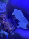 [TodoMarino.com] Favites y Lobophyllia perdiendo tejido por los laterales