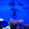 [TodoMarino.com] Vendo 2 chromis viridis