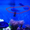 [TodoMarino.com] Vendo 2 chromis viridis