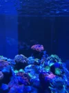 Mi otro Nano reef