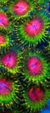 [TodoMarino.com] Zoas , euphilias y sps
