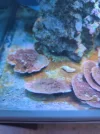 [TodoMarino.com] Nueva técnica exterminio dinoflagelados