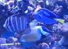 [TodoMarino.com] Estos 3 Peces