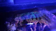 [TodoMarino.com] Zoanthus y otros- Madrid
