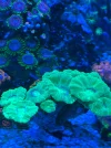 [TodoMarino.com] Vendo Caulastrea