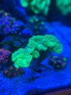 [TodoMarino.com] Vendo Caulastrea