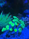 [TodoMarino.com] Vendo Caulastrea