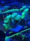 [TodoMarino.com] Vendo Caulastrea