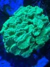 [TodoMarino.com] Vendo Caulastrea